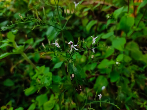 Rhinacanthus nasutus, commonly known as snake jasmine, is a plant native to India. It is a slender, erect, branched, somewhat hairy shrub 1–2 m in height.