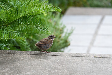 Young brown bird on the edge of concrete stairs in a garden
