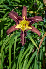 Obraz premium Closeup of maroon and yellow daylily blooming in a garden 
