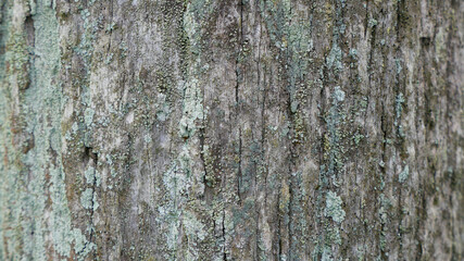 木の幹の表面