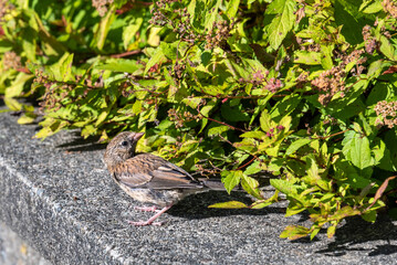 Small brown bird perched on a cement wall in a garden
