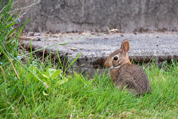 Baby native bunny in tall grass next to cement stairs in a garden
