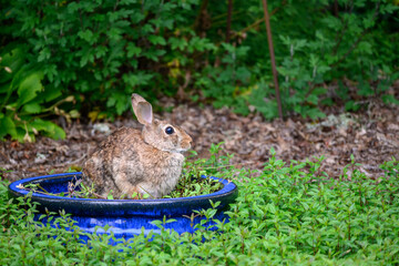 Native rabbit sitting in a blue flowerpot nibbling on pansy leaves
