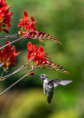 Hummingbird feeding on the red blooms of a crocosmia in a garden
