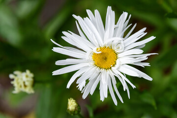 Closeup of white daisies with yellow centers as a nature background
