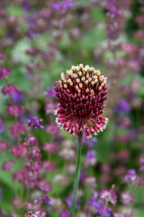 Closeup of dark maroon with light green top ornamental onion flowers
