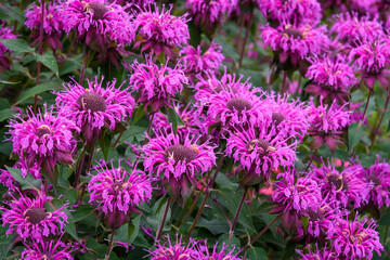 Pink Bee Balm plants blooming in a garden as a nature background
