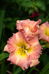 Closeup of orange and yellow daylily blooms in a garden
