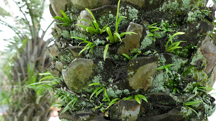 ヤシの木の表面