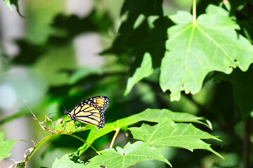 Monarch Butterfly on a leaf