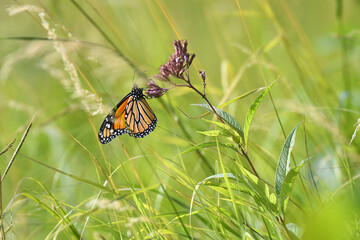 Closeup Monarch Butterfly resting on a flower