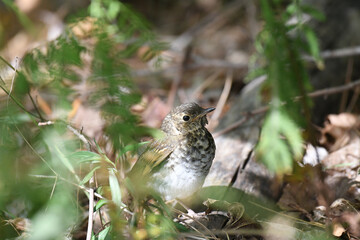 Veery resting on the ground in the woods