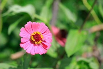 Obraz premium 분홍색 백일홍꽃이 보이는 풍경