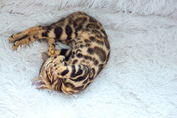 Little Bengal kitty laying on the white background.