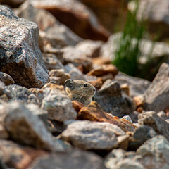 American pika in rocks
