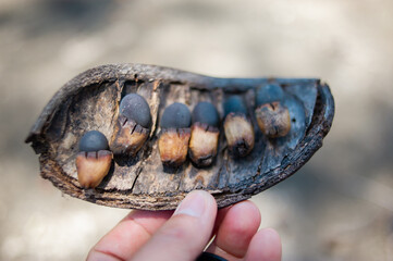 The mature and large seed of the wild tree, the black seed.