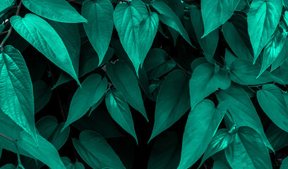 tropical leaves, abstract leaves texture, leaves pattern nature background and wallpaper