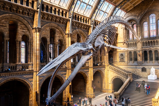 London, United Kingdom - May 14 2018: The Natural History Museum houses a vast range of specimens of natural history, science specimens comprising 80 million items in 5 main collections