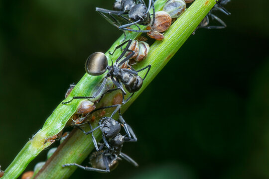 Polyrhachis Dives Ants 