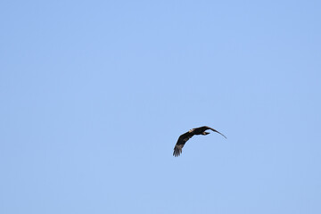 Bald Eagle soaring under a blue sky