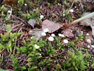 small bird nest