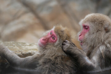日本、長野県、ニホンザルの毛繕い