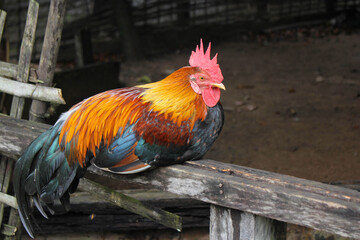 beautyfull red chicken, wild chicken, chichen in asia Red Junglefowl
