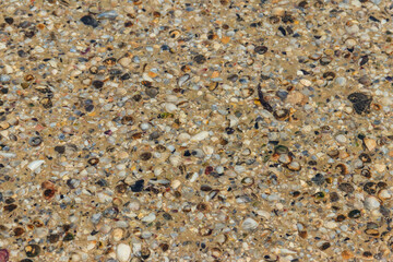 Background of the sea shells