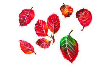 Hand drawn watercolor autumn leaves in red and pink colors