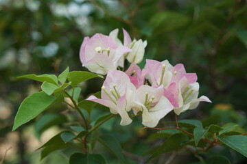 Bougainvillea pink white on a blurred background