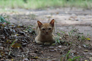 Close up Yellow cat face.