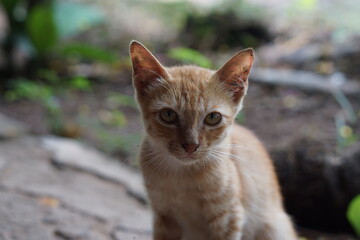 Close up Yellow cat face.