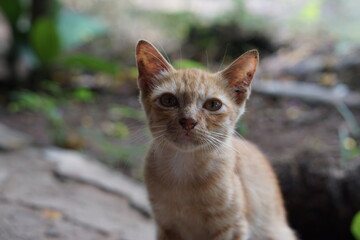 Close up Yellow cat face.