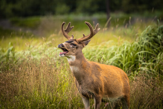 Sitka Black-tailed Deer Buck Rutting in Tall Grass