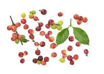 Top view of Coffee beans and coffee leves isolated on white background