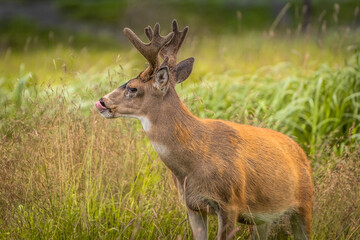 Naklejka na ściany i meble Sitka Black-tailed Deer Buck Rutting in Tall Grass