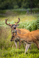 Sitka Black-tailed Deer Buck Rutting in Tall Grass