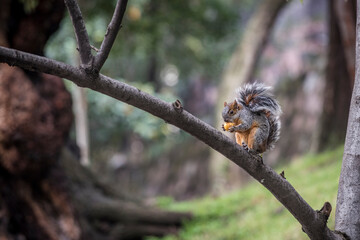 Squirrel eating a fruit