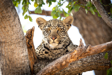 Young leopard cub sitting in a tree looking straight at camera in a tree in Kruger Park in South Africa