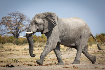 Young elephant bull walking fast with beautiful tree and blue sky in the background in Savuti in...
