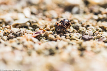 Little hermit crab in the sand