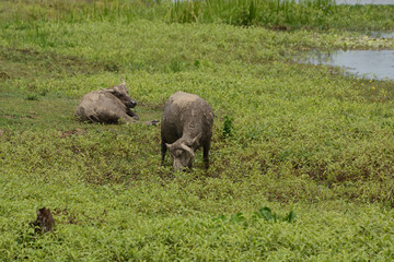 Buffalo with curved horns on grass.
