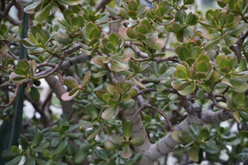 olives on tree