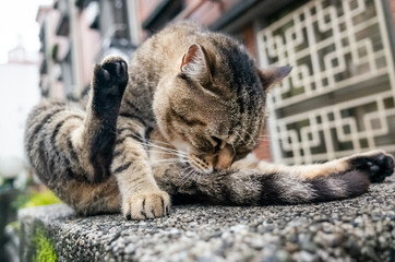 fat stray tabby cat scratching himself