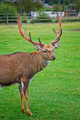 Naklejka na ściany i meble Selective focus. Close-up portrait of a deer with horns in a pen on a background of green grass. Animal care on a deer farm