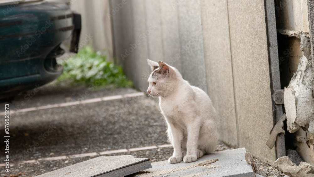 Canvas Prints little stray white cat