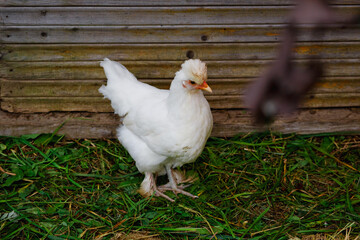 White hen in the coop. The bird walks freely in the chicken coop. Chickens in the house.
