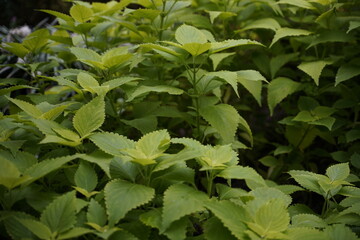 green leaves in the garden