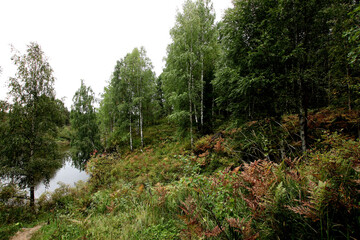 footpath in the woods