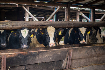 vacas en establo y en engorda